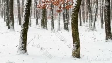 <strong>下雪的冬天</strong>就在森林里